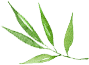 枝